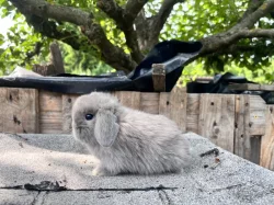 Minilop