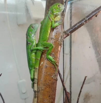 Leguán zelený (Iguana iguana)