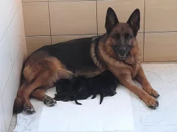 štěňata německého ovčáka