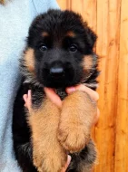 štěňata německého ovčáka