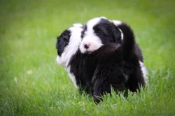 Prodej štěňat Bearded collie s PP