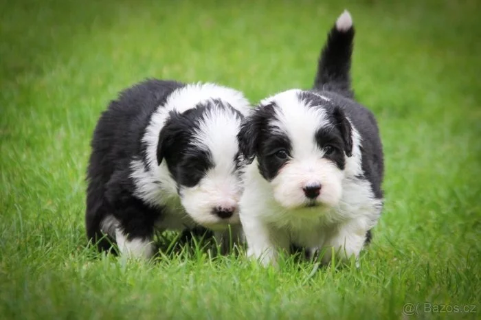Prodej štěňat Bearded collie s PP
