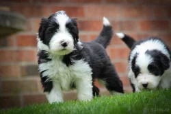 Prodej štěňat Bearded collie s PP
