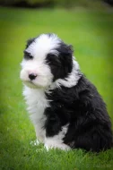 Prodej štěňat Bearded collie s PP