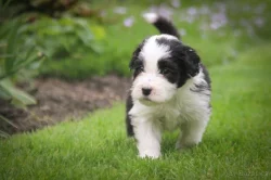 Prodej štěňat Bearded collie s PP