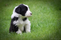 Prodej štěňat Bearded collie s PP