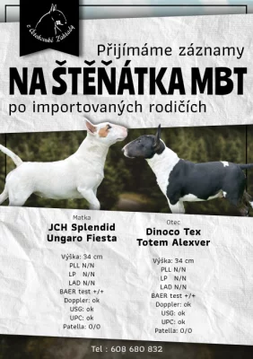 Miniaturní bulteriér s PP