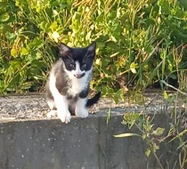 Daruji 2 koťata