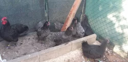Australky velké a Zdrobnělé