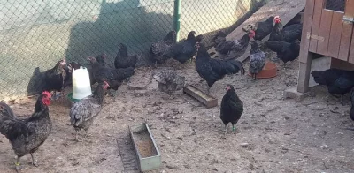 Australky velké a Zdrobnělé