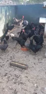 Australky velké a Zdrobnělé