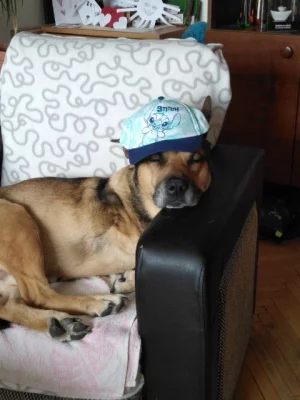 PROSÍM O POMOC!!! DOČASNÁ PÉČE O PEJSKA