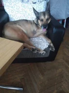 PROSÍM O POMOC!!! DOČASNÁ PÉČE O PEJSKA