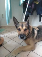 PROSÍM O POMOC!!! DOČASNÁ PÉČE O PEJSKA