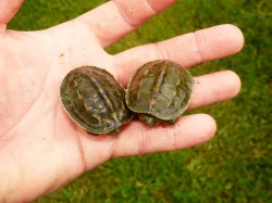 Želva čínksá (Mauremys sinensis) vlastní odchov