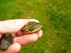Želva čínksá (Mauremys sinensis) vlastní odchov
