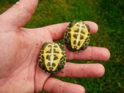 Želva čínksá (Mauremys sinensis) vlastní odchov