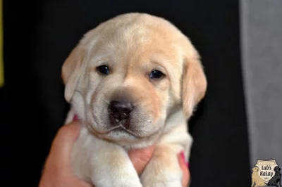 Smetanový chlapeček labrador retrievera s PP