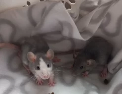 Potkánci - dumbo/standart mláďata