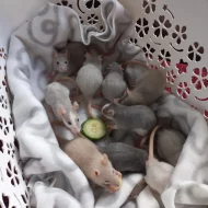 Potkánci - dumbo/standart mláďata