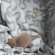 Potkánci - dumbo/standart mláďata