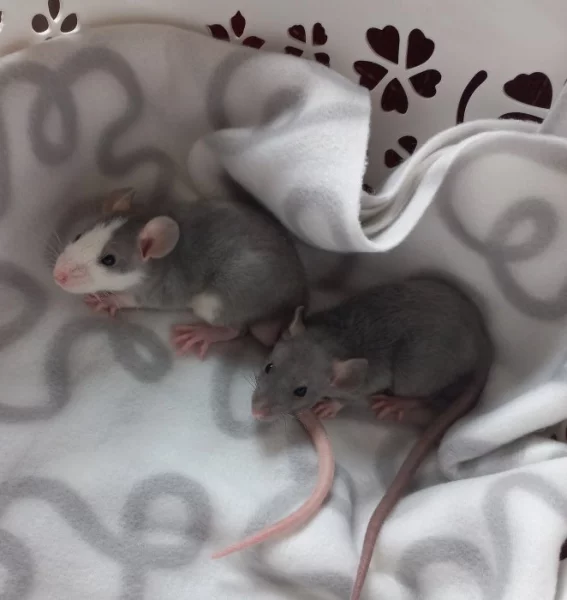 Potkánci - dumbo/standart mláďata