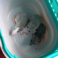 Potkánci - dumbo/standart mláďata