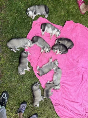 Sibiřský husky