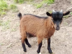 Holandská zakrslá koza