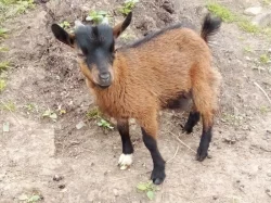 Holandská zakrslá koza