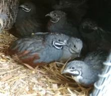 křepelka čínská - Conturnix chinensis