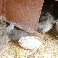 křepelka čínská - Conturnix chinensis