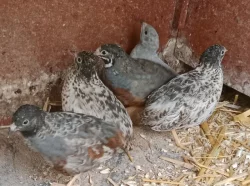 křepelka čínská - Conturnix chinensis