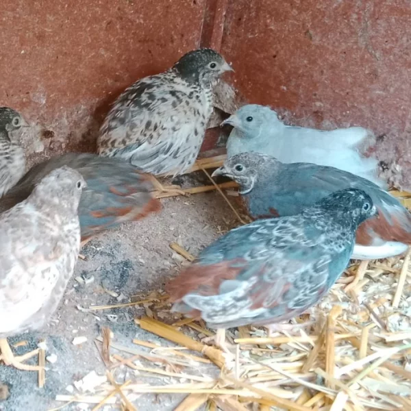 křepelka čínská - Conturnix chinensis