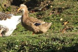 KACHNA RUÁNSKÁ FRANCOUZSKÁ - světlá pstruhová - KMEN