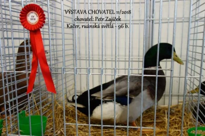 KACHNA RUÁNSKÁ FRANCOUZSKÁ - světlá pstruhová - KMEN