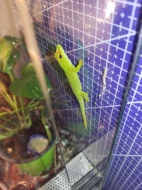 Felzuma Madagaskarská
