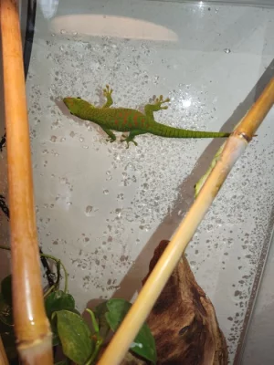 Felzuma Madagaskarská