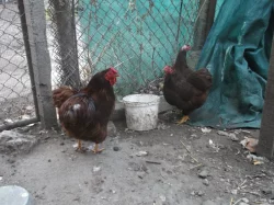 Prodám NV zdr.wyandotek