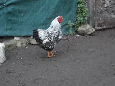 Prodám NV zdr.wyandotek