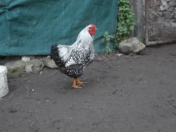 Prodám NV zdr.wyandotek