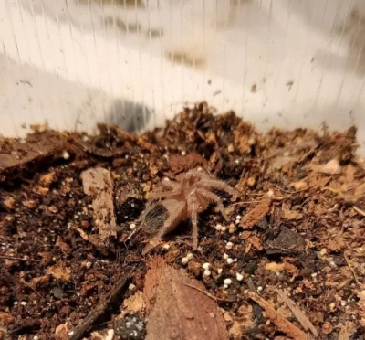 Lasiodora Parahybana
