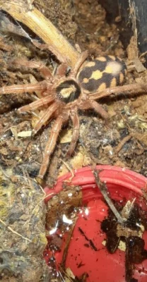 Hapalopus formosus