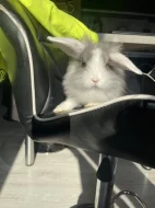 Prodám mláďata zakrslého králíka