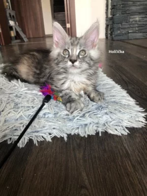 MAINSKÁ MÝVALÍ KOŤÁTKA