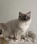 Ragdoll kočička s průkazem původu