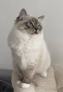 Ragdoll kočička s průkazem původu