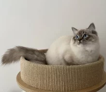 Ragdoll kočička s průkazem původu