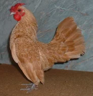 Sebritky
