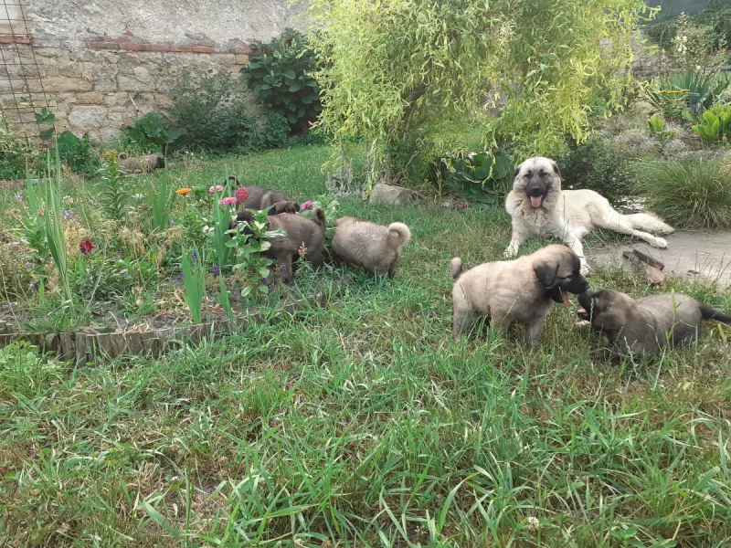 Anatolský pastevecký pes